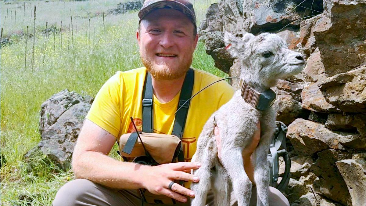 Smiling man sits on hillside holds baby bighorn sheep.